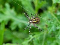 Wespenspinne Weibchen Unterseite